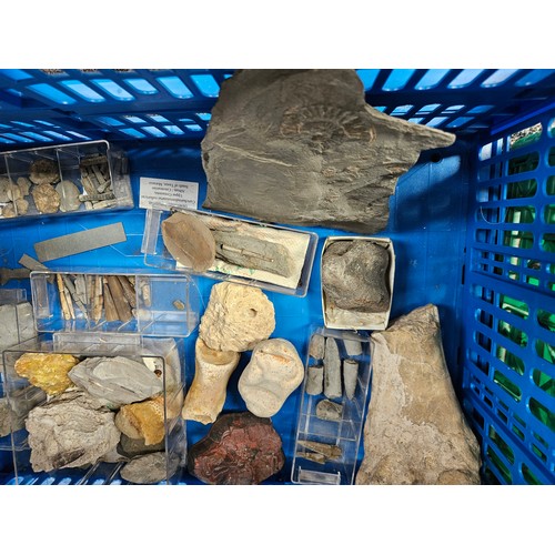 475 - Lot of mixed fossils and bones.