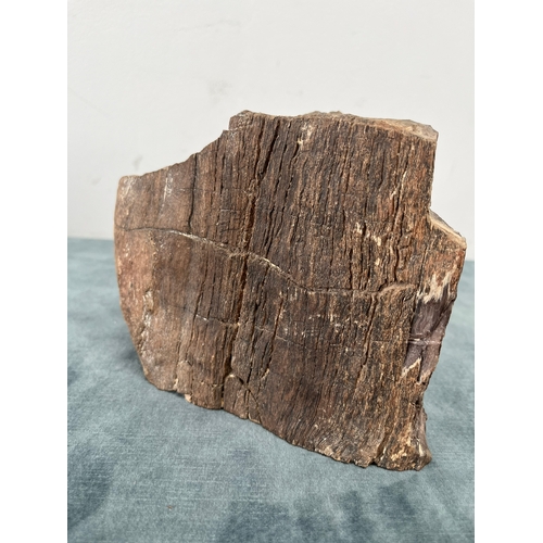 202 - Segment fossilized petrified wood. Lovely patina