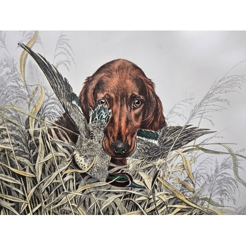 750 - Irish Setter by Leon Danchin large engraving