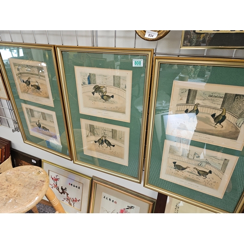 808 - 3 x Cock fighting prints in gilt frames