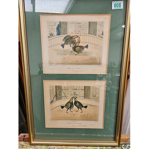 808 - 3 x Cock fighting prints in gilt frames