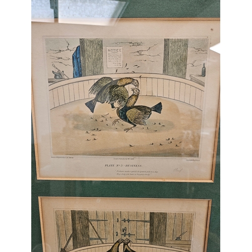 808 - 3 x Cock fighting prints in gilt frames