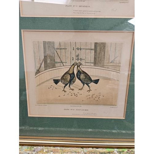 808 - 3 x Cock fighting prints in gilt frames