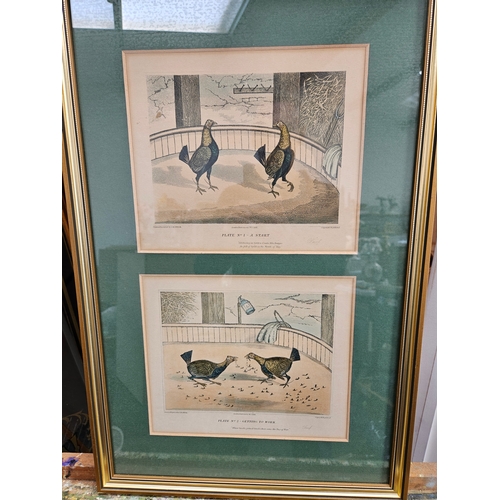 808 - 3 x Cock fighting prints in gilt frames