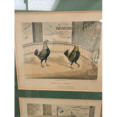 808 - 3 x Cock fighting prints in gilt frames