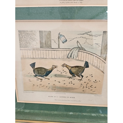 808 - 3 x Cock fighting prints in gilt frames