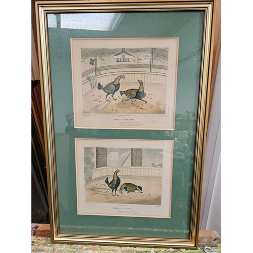 808 - 3 x Cock fighting prints in gilt frames