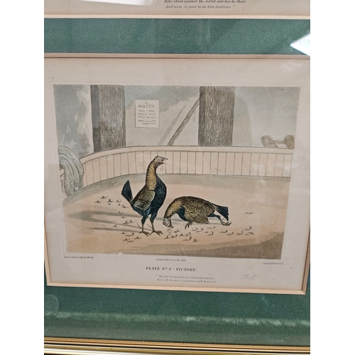 808 - 3 x Cock fighting prints in gilt frames