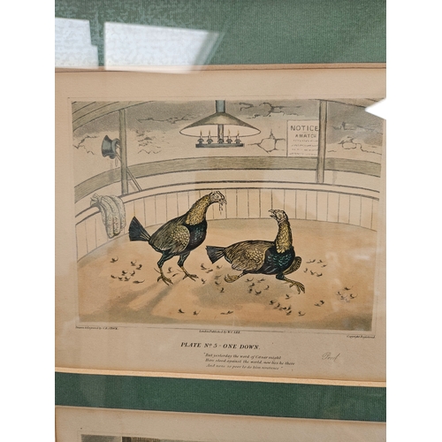 808 - 3 x Cock fighting prints in gilt frames