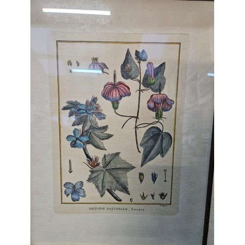 762 - A pair of French botanical prints 

55cm x 44cm