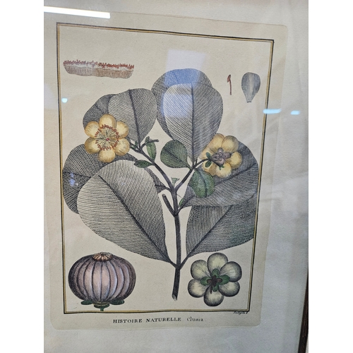 762 - A pair of French botanical prints 

55cm x 44cm