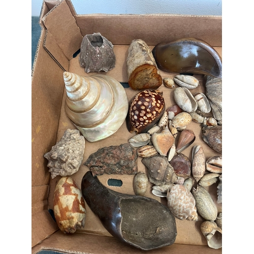 408 - Box of miscellaneous shells