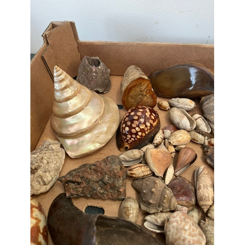 408 - Box of miscellaneous shells