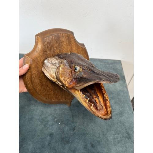 322 - Wall hanging taxidermy head of a Pike