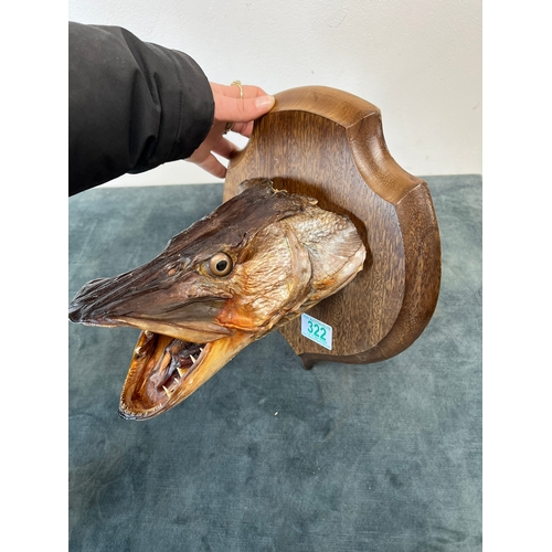 322 - Wall hanging taxidermy head of a Pike