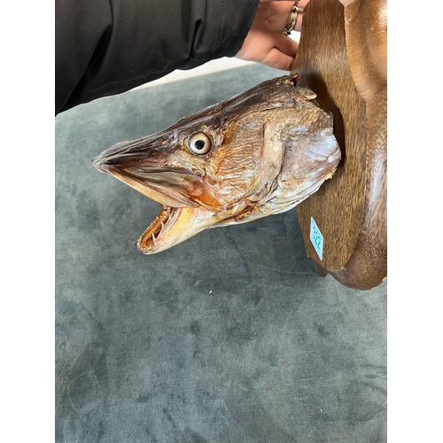 322 - Wall hanging taxidermy head of a Pike