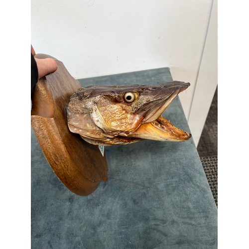 322 - Wall hanging taxidermy head of a Pike