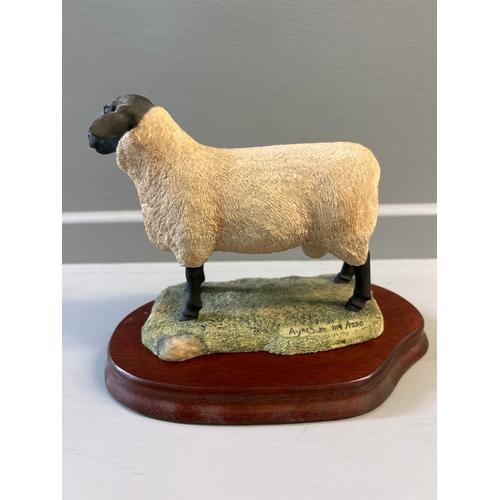 201 - Border Fine Arts ‘Suffolk Ram’ L40 By R Ayres Limited Edition 1119/1250 On Wood Base