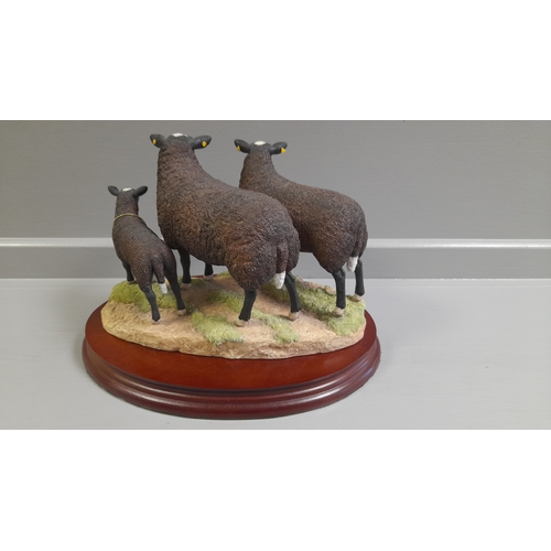 150 - Border Fine Arts 'Zwartble Ram, Ewe And Lamb' B1477 By R Ayres Limited Edition 2/350 Wood Base With ... 