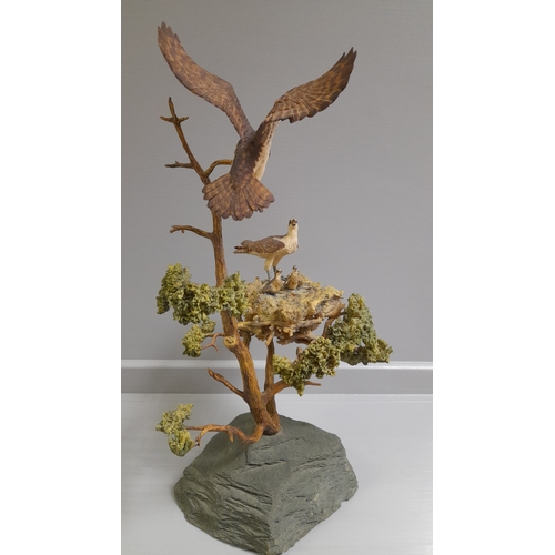 349 - Border Fine Arts 'Ospreys' L38 By R Ayres Limited Edition 125/350 On Slate Base With Certificate H40... 