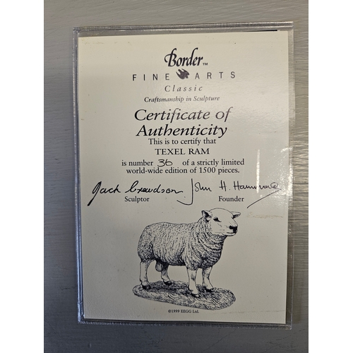 158 - Border Fine Arts 'Texel Ram' B0530 Limited Edition 36/1500 By J Crewdson With Certificate On Wood Ba... 