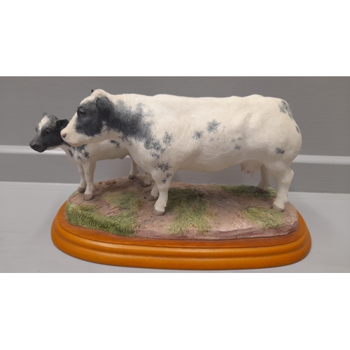 312 - Border Fine Arts 'Belgian Blue Cow And Calf' A1252 On Wood Base