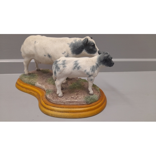 312 - Border Fine Arts 'Belgian Blue Cow And Calf' A1252 On Wood Base