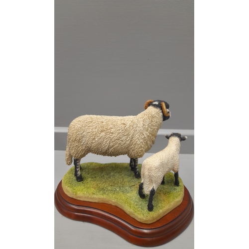 172 - Border Fine Arts 'Swaledale Ram' A1243 On Wood Base And 'Swaledale Ewe And Lambs' A1248 On Wood Base