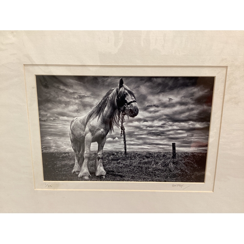 530 - 2 Equine Limited Edition Prints (Unframed)