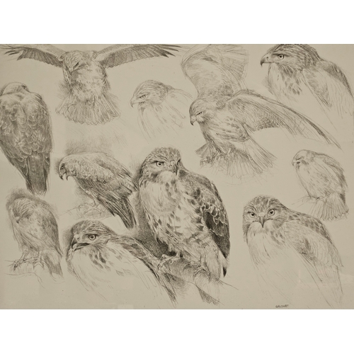 533 - Hawk Print Limited Edition 4/600 Signed Geldart