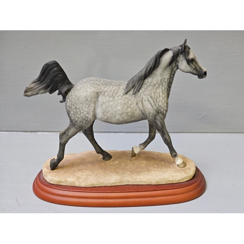 237 - Border Fine Arts Stallions County Show 'Arab' A0731 On Wood Base By Anne Wall