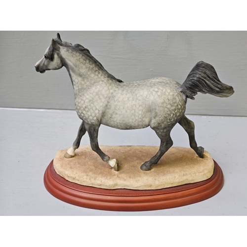 237 - Border Fine Arts Stallions County Show 'Arab' A0731 On Wood Base By Anne Wall