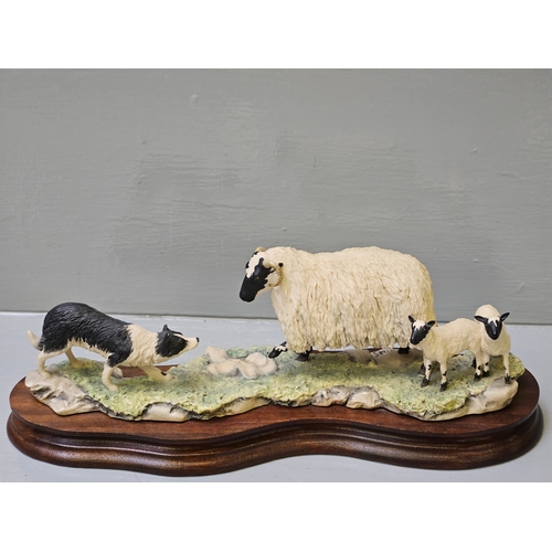 244 - Border Fine Arts Scottish Black Faced Sheep With Collie By Ray Ayres On Wood Base