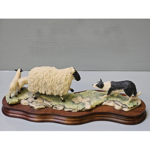 244 - Border Fine Arts Scottish Black Faced Sheep With Collie By Ray Ayres On Wood Base