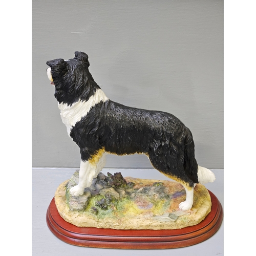 268 - Border Fine Arts 'Border Collie' A1865 On Wood Base