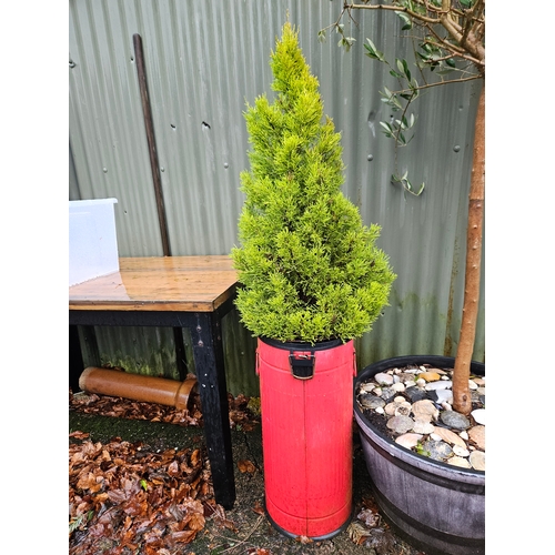 1122 - Fir Tree In Pedal Bin