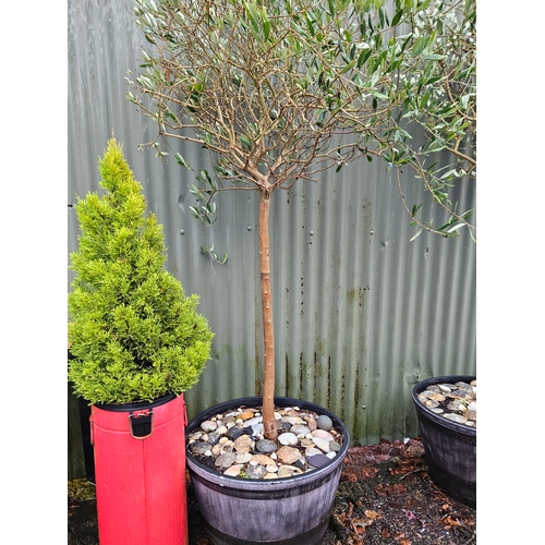 1123 - Olive Tree In Planter