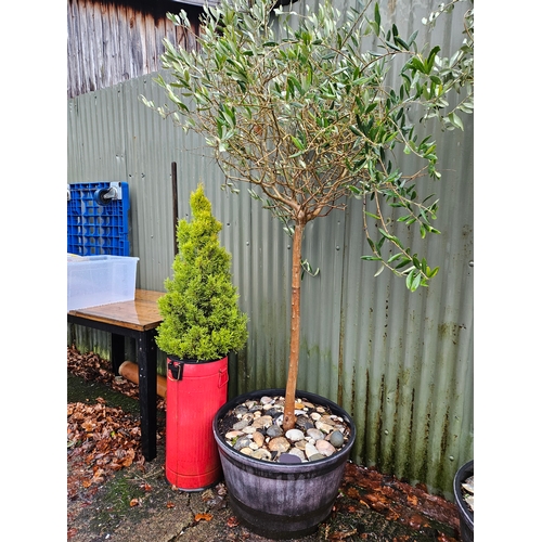 1123 - Olive Tree In Planter