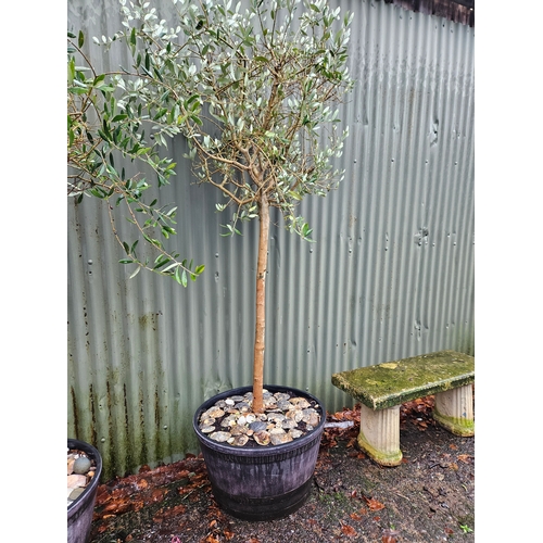 1124 - Olive Tree In Planter