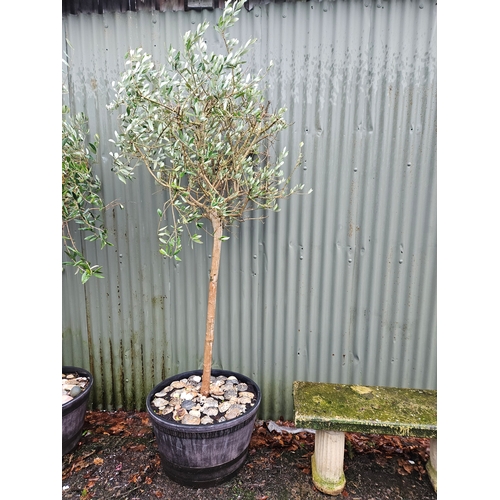 1124 - Olive Tree In Planter