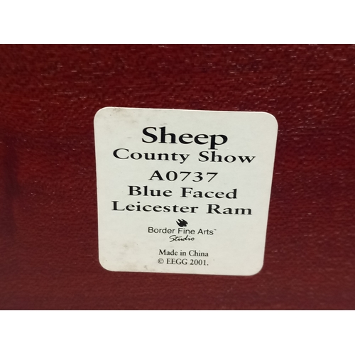 240 - Border Fine Arts Sheep County Show 'Blue Faced Leicester Ram' A0737 On Wood Base