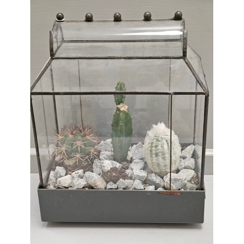 335 - Vintage Terrarium With Live Cacti H31cm