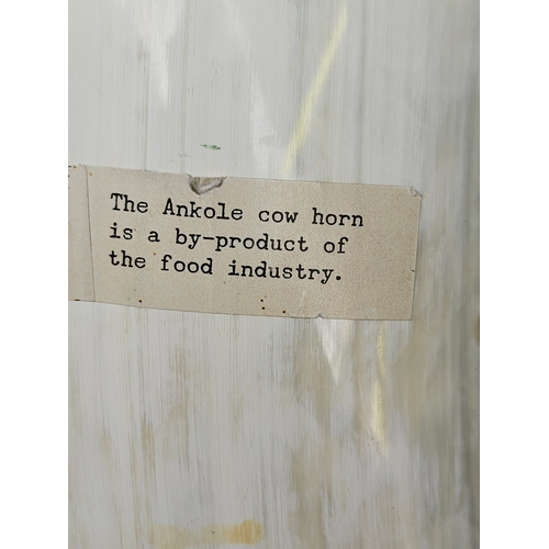 482 - The Ankole Cow Horn L70cm