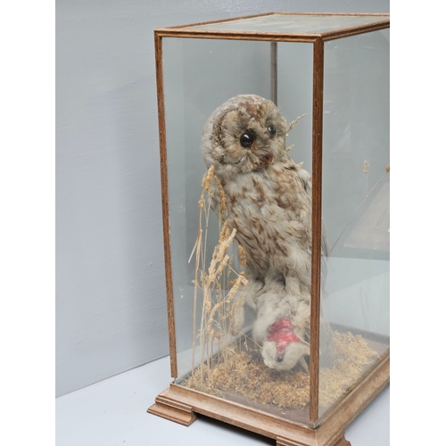 520 - Taxidermy Tawny Owl In Case H49cm