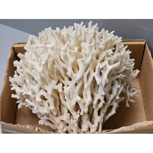 607 - Piece Of Coral