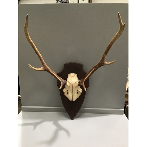 293 - Deer Antlers On Wooden Shield