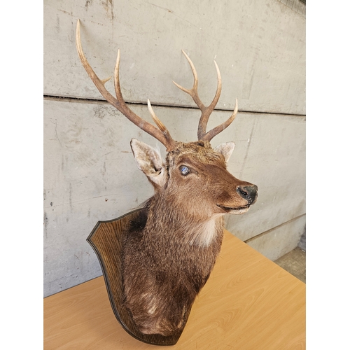 379 - Large Mounted Taxidermy Stags Head H108cm