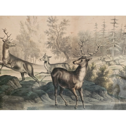 603 - Framed Stag Print