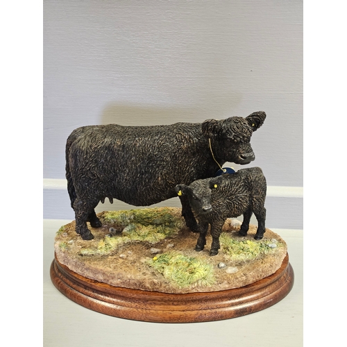 279 - Border Fine Arts 'Galloway Cow & Calf' B1260A By Kirsty Armstrong Limited Edition 178/500 With Certi... 