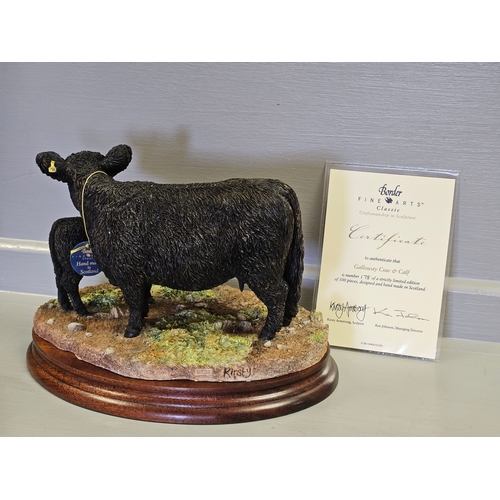 279 - Border Fine Arts 'Galloway Cow & Calf' B1260A By Kirsty Armstrong Limited Edition 178/500 With Certi... 